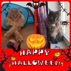 Happy helloween !!!